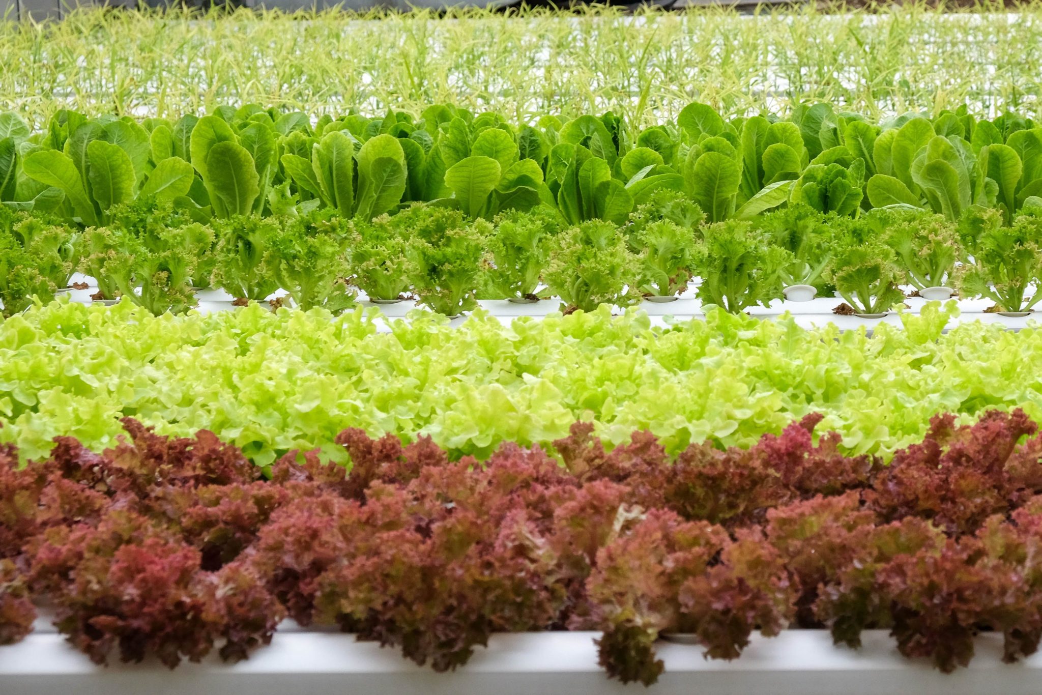 Vertical Farming On The Rise - OBMI Bermuda: Architecture, Master ...